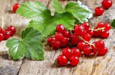 yaprakları ile kırmızı kuş üzümü 