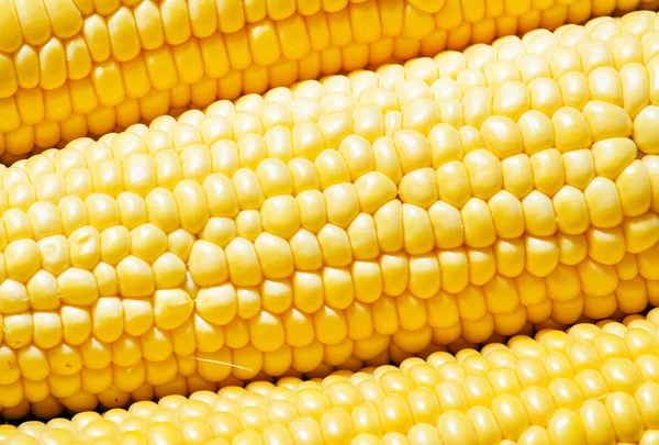 Fresh juicy organic corn — Stock Photo, Image