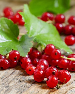 yaprakları ile kırmızı kuş üzümü 