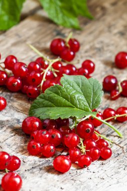 yaprakları ile kırmızı kuş üzümü 