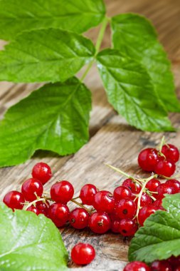 yaprakları ile kırmızı kuş üzümü 