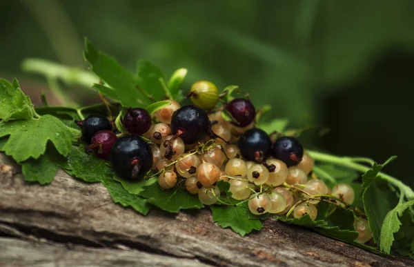 Grosellas negras y blancas con hojas — Foto de Stock