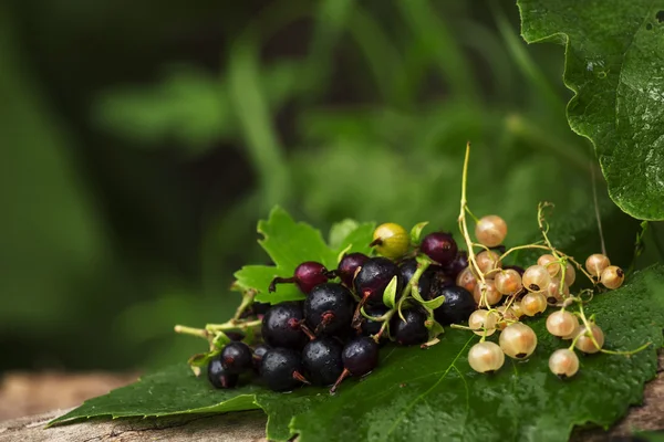 Schwarze und weiße Johannisbeeren mit Blättern — Stockfoto