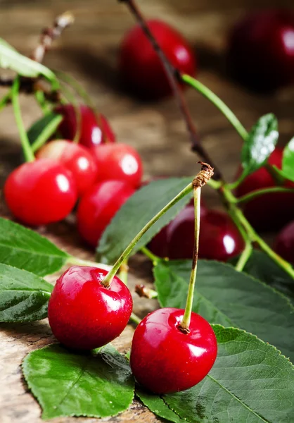 Cerezas frescas con hojas — Foto de Stock