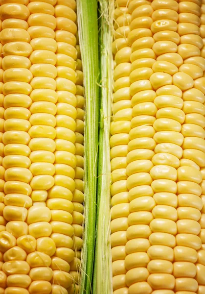 Fresh juicy organic corn — Stock Photo, Image