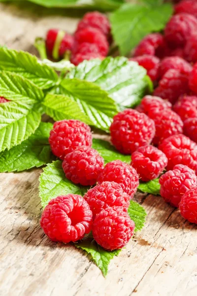 Fresh ripe raspberries with large leaves — Stock Photo, Image