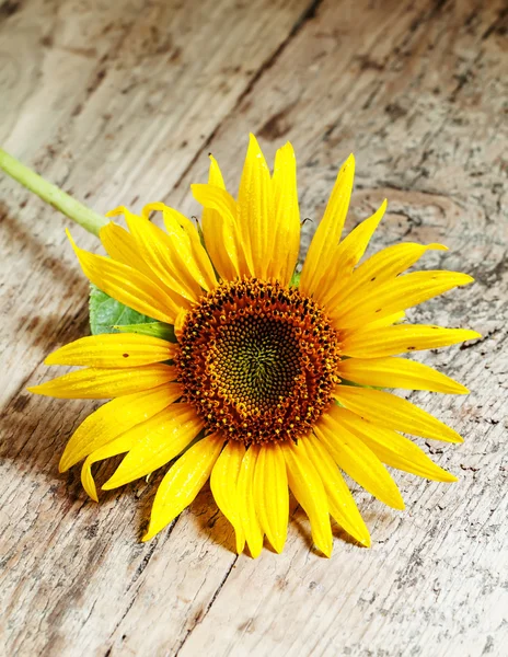Krásné slunečnice na starý dřevěný stůl — Stock fotografie