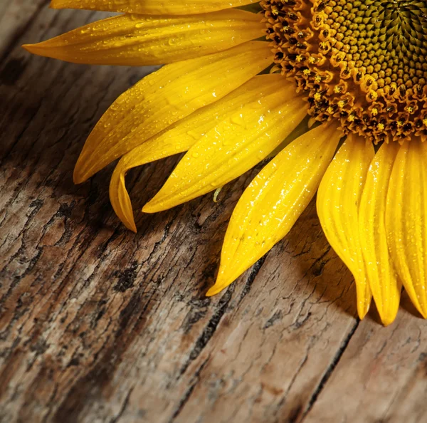 Krásné slunečnice na starý dřevěný stůl — Stock fotografie