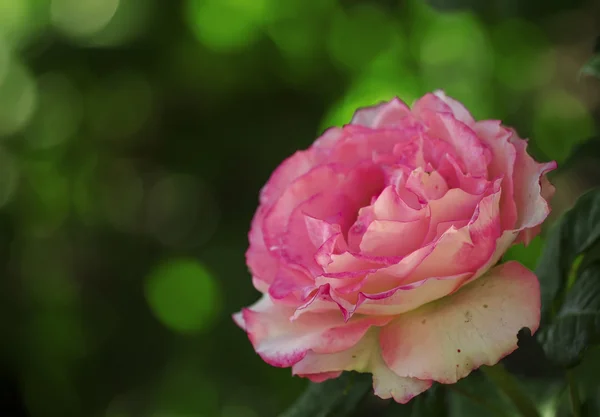 Rosa bonita rosa, foco seletivo — Fotografia de Stock