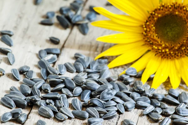 Sunflower seeds and flower — Stock Photo, Image