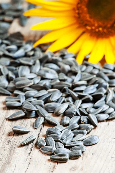 Sunflower seeds and flower — Stock Photo, Image