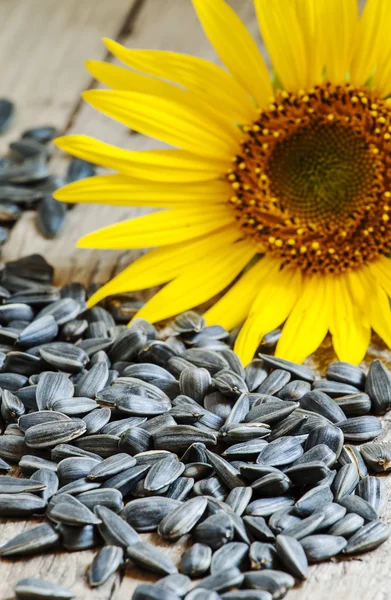 Sunflower seeds and flower — Stock Photo, Image