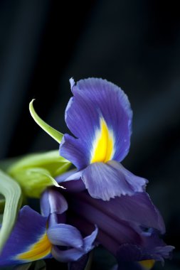 Karanlık bir arka plan üzerinde mavi iris