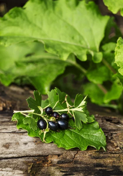 Черная смородина с листьями — стоковое фото