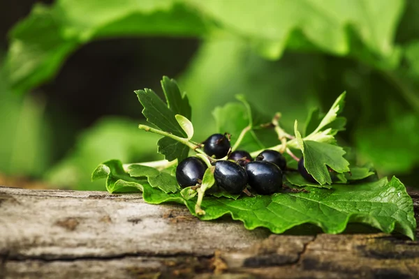 Schwarze Johannisbeeren mit Blättern — Stockfoto