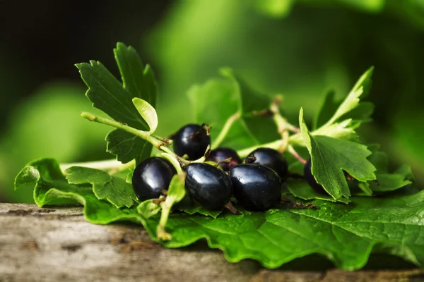 Schwarze Johannisbeeren mit Blättern — Stockfoto