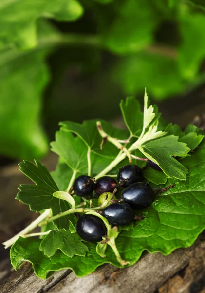 Ribes nero con foglie — Foto Stock
