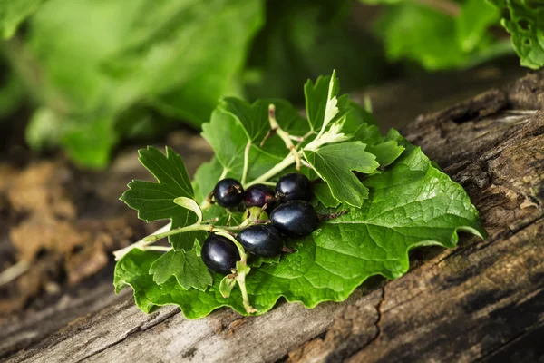 Schwarze Johannisbeeren mit Blättern — Stockfoto