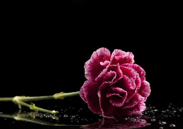 Cravo vermelho e gotas — Fotografia de Stock