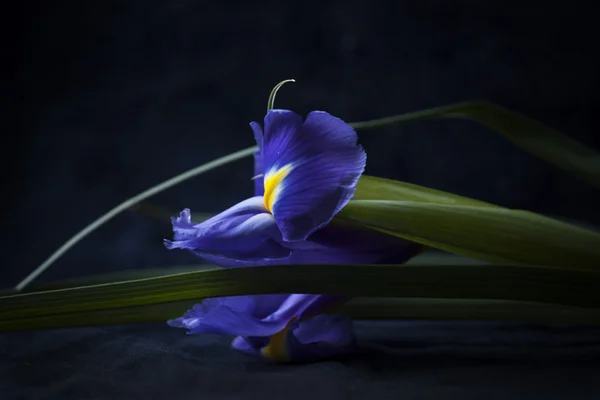 Blaue Iris auf dunklem Hintergrund — Stockfoto