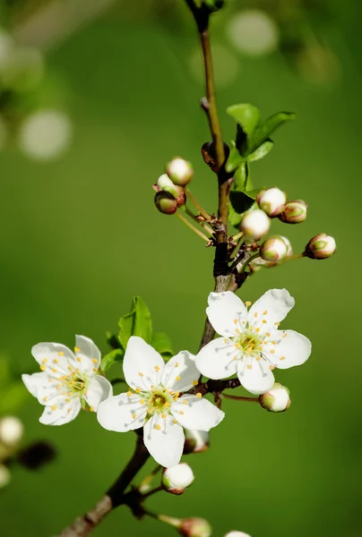 Flori de prune, Copac cu flori — Fotografie, imagine de stoc