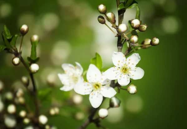 Švestková květiny, kvetoucí strom — Stock fotografie