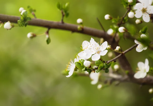 Švestková květiny, kvetoucí strom — Stock fotografie