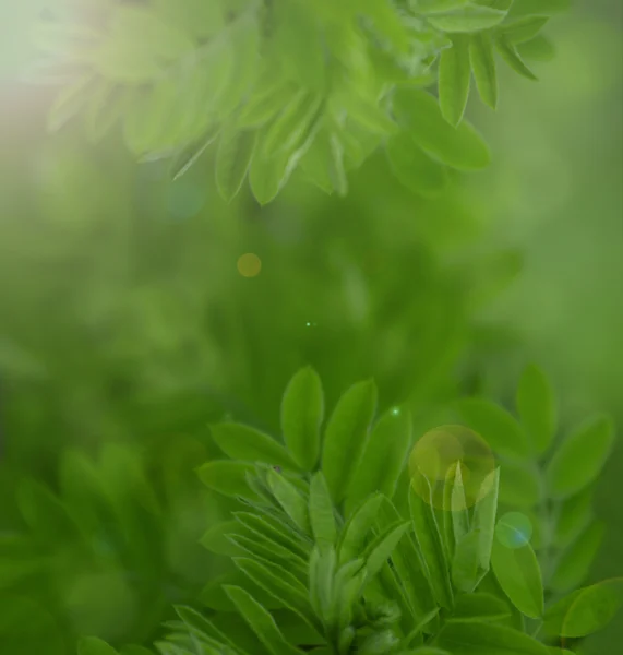 Natural green blurred background — Stock Photo, Image