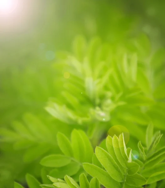 Fundo desfocado verde natural — Fotografia de Stock