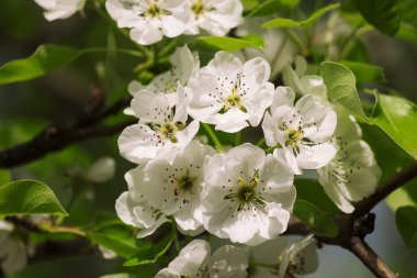 Çiçekli armut bahar