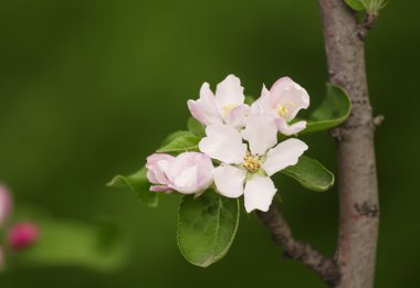 Bahar çiçekli elma