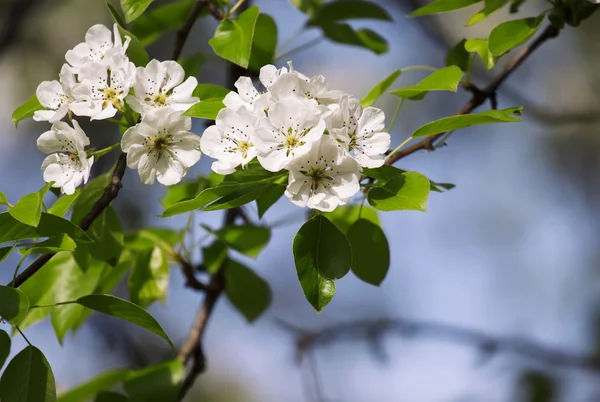 Na jaře kvetoucí hruška — Stock fotografie