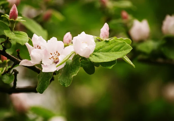 Na jaře kvetoucí jablko — Stock fotografie