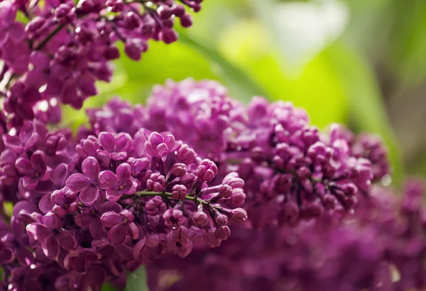 Spring purple flowers — Stock Photo, Image