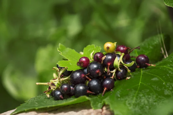 Schwarze Johannisbeere mit Blättern auf dem alten Baumstumpf — Stockfoto