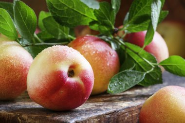 Masadaki küçük nektarin 