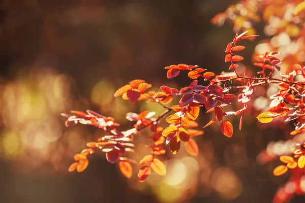 Autunno sfondo naturale — Foto Stock