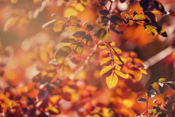 Autumn natural background — Stock Photo, Image