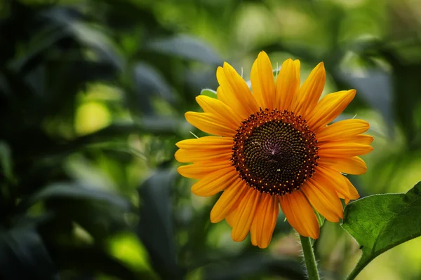 Orangefarbene Sonnenblume auf dem grünen natürlichen Hintergrund — Stockfoto