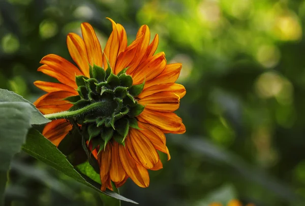 Orangefarbene Sonnenblume auf dem grünen natürlichen Hintergrund — Stockfoto