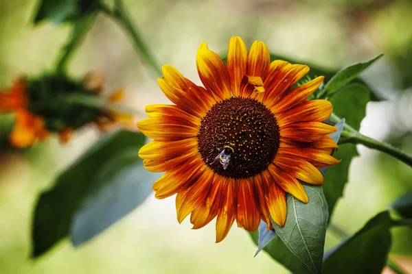 Oranžové slunečnice zelená přírodní pozadí — Stock fotografie