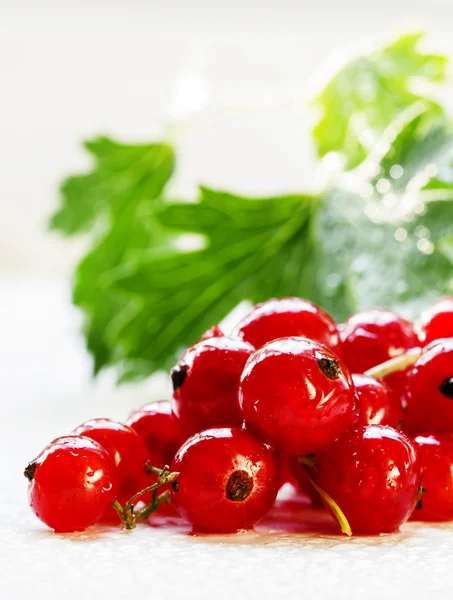 Rote Johannisbeeren, weißer Hintergrund — Stockfoto