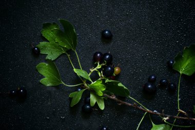 dal üzerinde siyah kuş üzümü