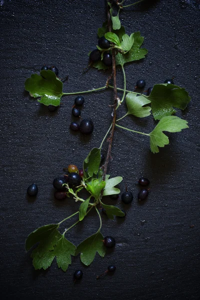 Schwarze Johannisbeeren am Zweig — Stockfoto