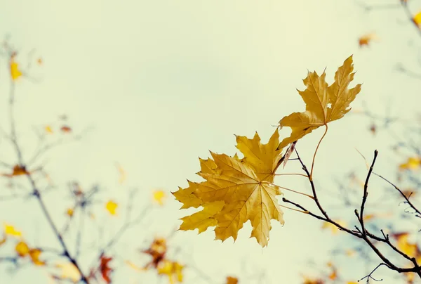 Fondo natural de otoño — Foto de Stock