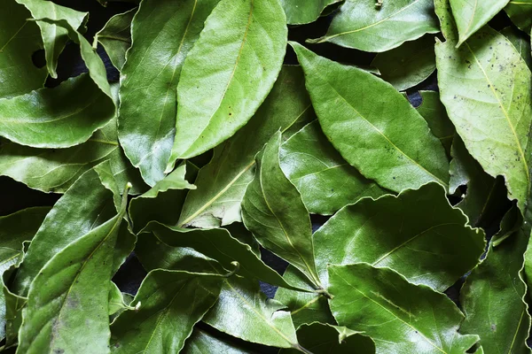 Dried laurel bay leaves — Stock Photo, Image