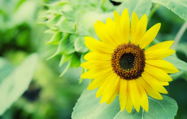 Schöne Sonnenblumen Nahaufnahme — Stockfoto