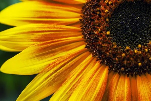 Krásné slunečnice close-up — Stock fotografie