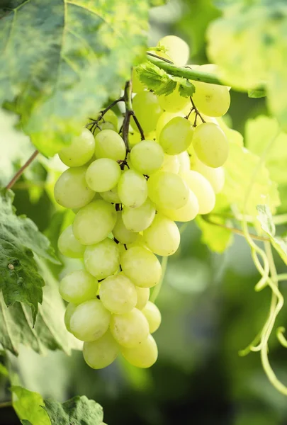 Um bando de uvas verdes maduras — Fotografia de Stock