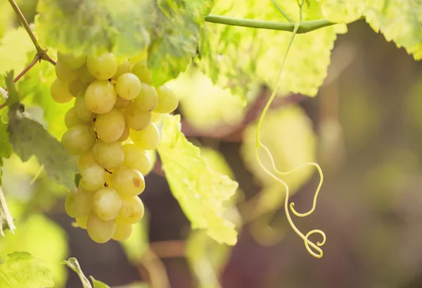 Ramo de uvas verdes maduras — Foto de Stock